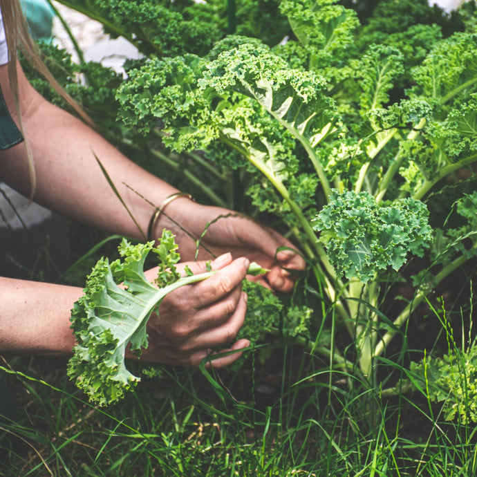 Our Favourite Vegetables to Grow in Your Garden This Winter